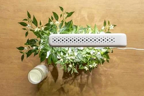 Click & Grow sėklos išmaniajam vazonui - Piri Piri čili pipirai (SGR67X3) 3vnt.