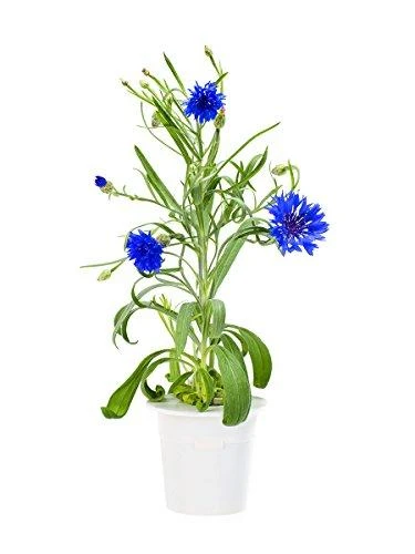 Click and Grow 3 vnt. papildymas - kininių kopūstų sėklos