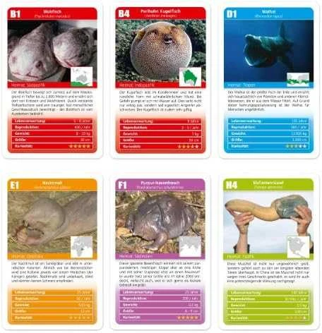 Viga Toys Edukacinis Sensorinis Krokodilas Viga Sensory