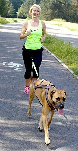 Dingo pavadėlis su amortizatoriumi ir 2 karabinais, ilgis 170 cm - 14698