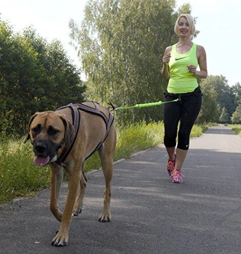 Dingo pavadėlis su amortizatoriumi ir 2 karabinais, ilgis 170 cm - 14698