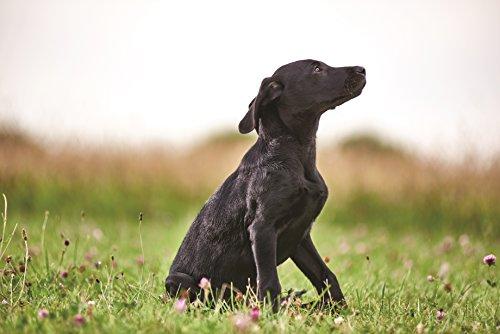 Eukanuba Large Puppy visavertis pašaras didelių veislių jauniems šuniukams su vištiena 15kg