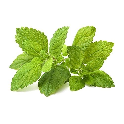 Click and Grow 3 vnt. papildymas - vaistinės melisos sėklos (lemon balm)