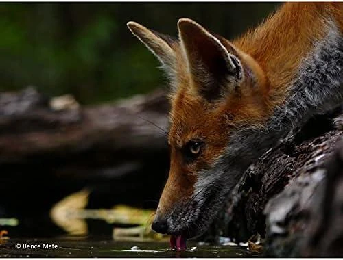 Objektyvas „Panasonic Lumix 100-300mm F/4-5.6 G Vario II“ su galingu OIS