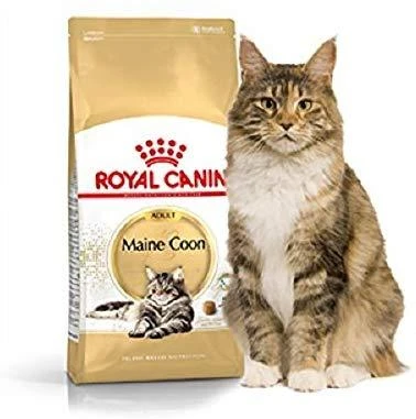 FBN Cat Maine Coon 4kg