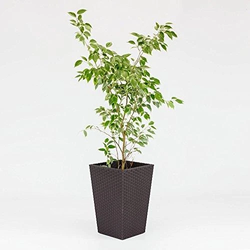 Curver Rattan Planter S 23,6 L ruda 228977
