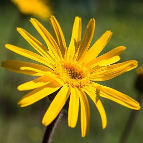 Weleda Arnica Masažui, 200 ml