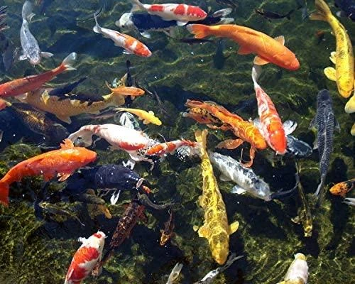 PRODAC PONDSTICKS SPALVA 7,5kg