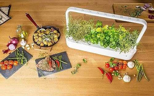 Click and Grow Smart Home 3 vnt. papildymas - čiobrelių sėklos