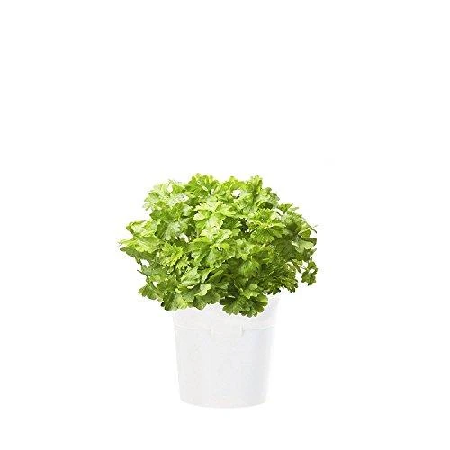 Click Grow „Click and Grow“ – išmaniojo sodo papildymo pakuotė, 3 vnt. – petražolės (SGR13X3)