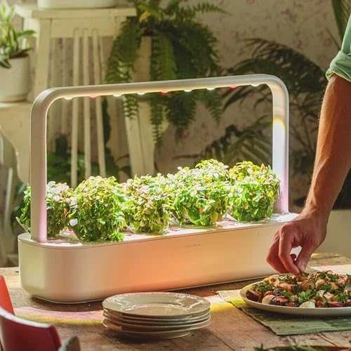 Click and Grow 3 vnt. papildymas - nykštukinio baziliko sėklos (Dwarf basil)