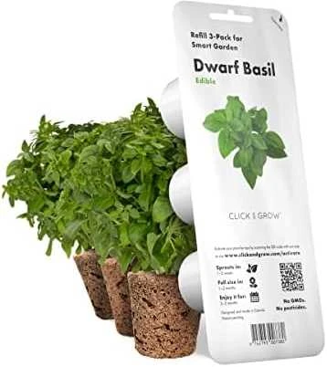 Click and Grow 3 vnt. papildymas - nykštukinio baziliko sėklos (Dwarf basil)