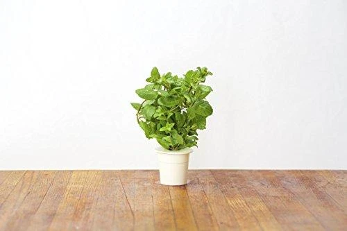 Click Grow „Click and Grow“ – išmaniojo sodo papildymo pakuotė, 3 vnt. – pipirmėčių (SGR22X3)