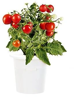 Click Grow „Click and Grow“ – išmaniojo sodo papildymo pakuotė, 3 vnt. – mini pomidorai (SGR5X3)