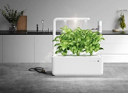 Click and Grow Smart Home 3 vnt. papildymas - bazilikų sėklos