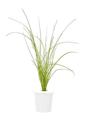 Click Grow „Click and Grow“ – išmaniojo sodo papildymo pakuotė, 3 vnt. – laiškiniai česnakai (SGR38X3)