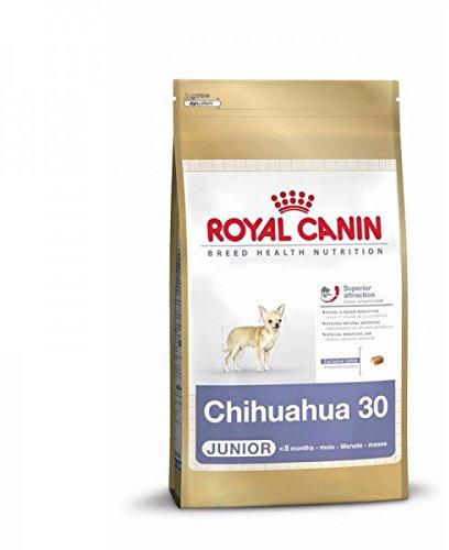 ROYAL CANIN Chihuahua junior 500g, čihuahua veislės jaunų šunų sausas pašaras