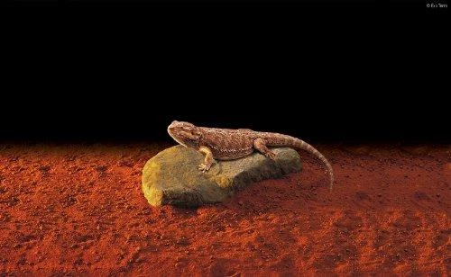 Hagen Exoterra Exo Terra - Šildomas akmuo L 31X18Cm 15W - (225.2004)