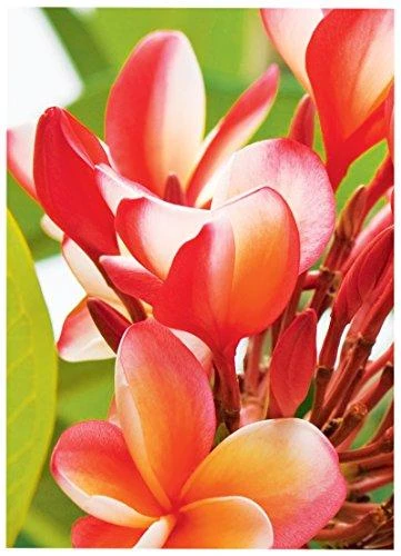 Avery Zwckform Premium High Gloss fotopopierius 250g A4