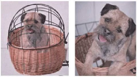 Basil Bazilikas naminių gyvūnėlių krepšelio dangtis PLUTO, diržo tvirtinimas, juodas (BAS-73007)