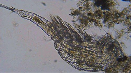 Mikroskopas su HD USB CAMERA Bresser Biolux NV 20X-1280X