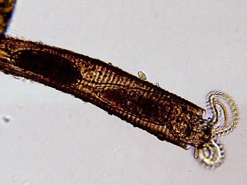 Mikroskopas Bresser 50x-2000x LCD Microscope 8,9cm (3,5 )