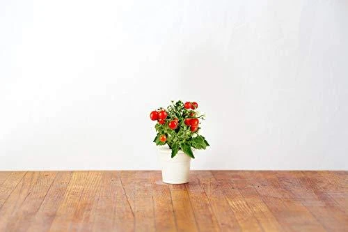 Click Grow „Click and Grow“ – išmaniojo sodo papildymo pakuotė, 3 vnt. – mini pomidorai (SGR5X3)