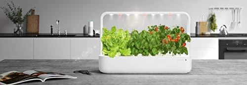 Click Grow „Click and Grow“ – išmaniojo sodo papildymo pakuotė, 3 vnt. – mini pomidorai (SGR5X3)