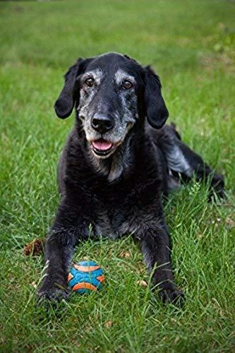 Chuckit! Ultra Squeaker Ball kamuoliukas šunims, 7 cm