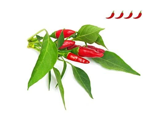 Click & Grow sėklos išmaniajam vazonui - Piri Piri čili pipirai (SGR67X3) 3vnt.