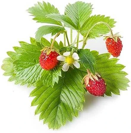 Click&Grow Vaisių ir daržovių mišinys 9 vnt.