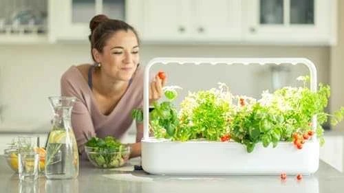 Click Grow „Click and Grow“ – išmaniojo sodo papildymo pakuotė, 3 vnt. – mini pomidorai (SGR5X3)