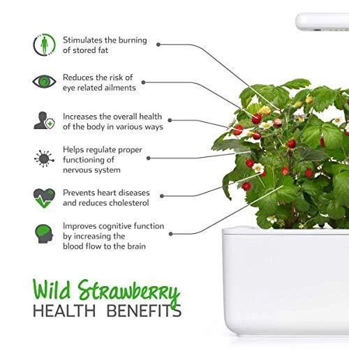 Click & Grow sėklos išmaniajam braškių vazonui  SHGR24x3 3vnt.