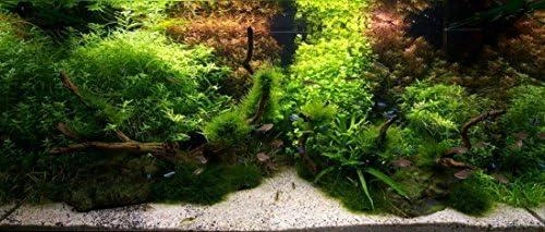 AQ-ART PLANTA GAINER CARBO 500ml