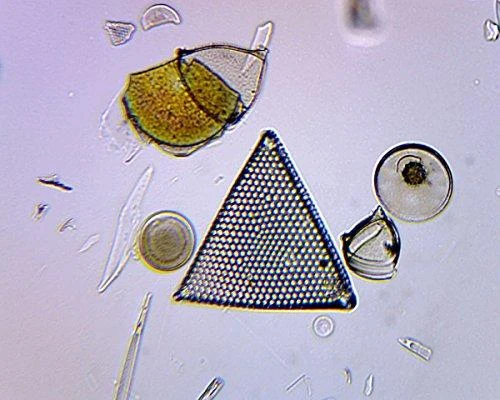 Deltaoptical Mikroskopas Biolight 300 su video kamera