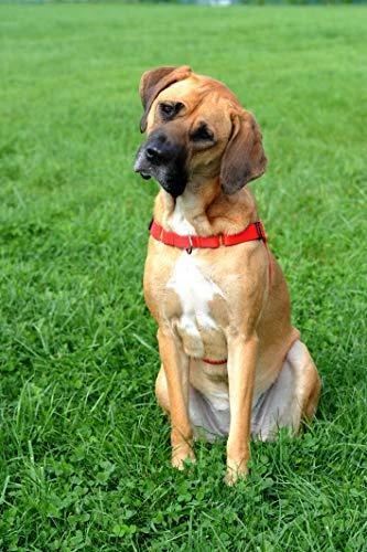 Dingo Easy Walk petnešos šunų tempimui 48-64cm juoda