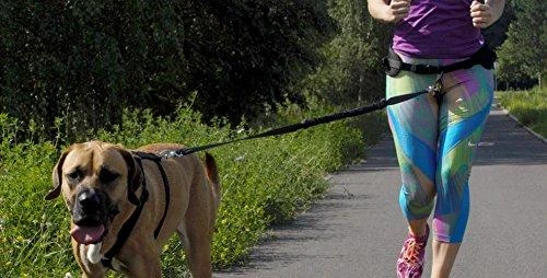 Dingo pavadėlis su amortizatoriumi ir 2 karabinais, ilgis 170 cm - 14699