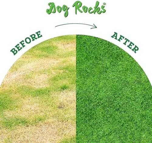 Numaxes Dog Rocks
