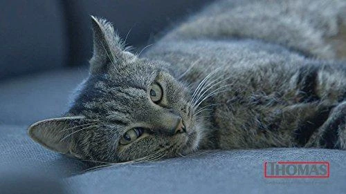 Dulkių siurblys Aukščiausios Premium klasės siurblys Thomas Pet& Family Aqua+