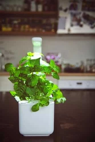 Click & Grow sėklos išmaniajam vazonui - Bazilikas (Holy Basil) 3vnt.