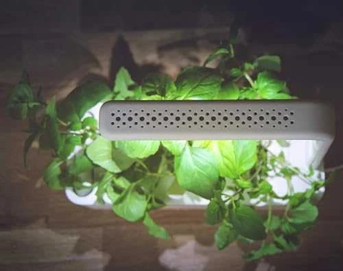 Click & Grow sėklos išmaniajam vazonui - Bazilikas (Holy Basil) 3vnt.