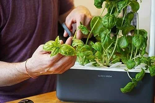 Click and Grow Smart Home 3 vnt. papildymas - bazilikų sėklos