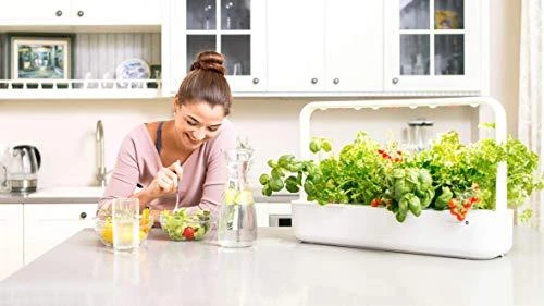 Click and Grow Smart Home 3 vnt. papildymas - čiobrelių sėklos