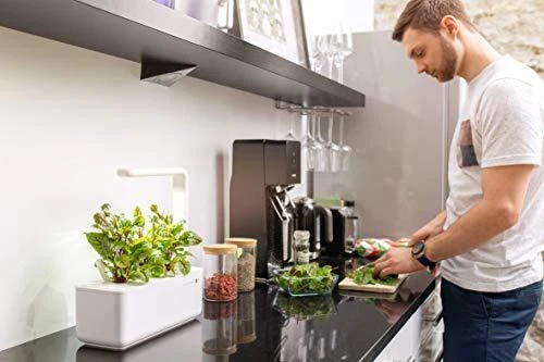 Click and Grow Smart Home 3 vnt. papildymas - čiobrelių sėklos