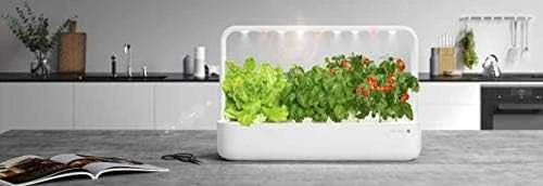 Click And Grow Click & Grow Click & Grow Smart Garden pildomas salotos 3vnt