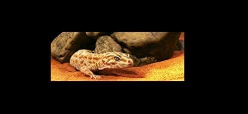 Hagen Fluval Exo Terra uola reptilijoms XL