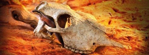 Exo Terra dirbtinė buivolo kaukolė terariumui