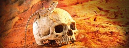 Exo Terra dirbtinė dekoratyvinė kaukolė su driežu
