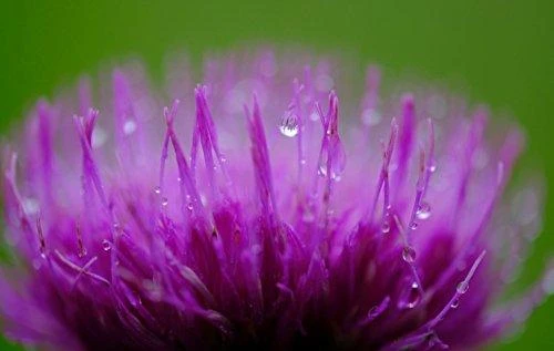 Fujifilm Objektyvas Fujinon XF80mmＦ2.8 R LM OIS WR Macro