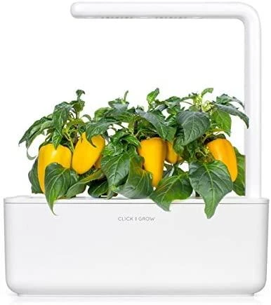 Click and Grow SMART HOME 3 vnt. papildymas - paprikos sėklos, geltonos
